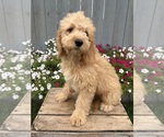 Presley - Male Goldendoodle mix (+ Poodle Miniature) Puppy for Sale - Photo #4