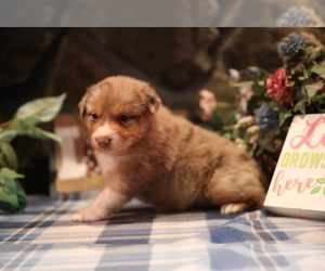 Australian Shepherd Puppy for sale in WESTFIELD, MA, USA