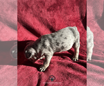 Small #2 French Bulldog