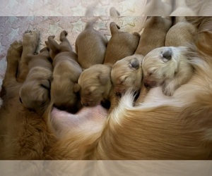 Golden Retriever Puppy for sale in EAST HAMPTON, CT, USA
