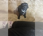 Small Photo #15 Frenchie Pug Puppy For Sale in BLOOMINGTON, IL, USA