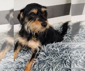 Makoa #0797 - Male Mutt Dog for Adoption - Photo #6