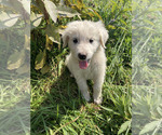 Puppy Jack Border Collie-Maremma Sheepdog Mix