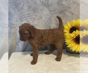 Goldendoodle Puppy for sale in DELAWARE, OH, USA