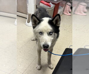 Siberian Husky Dogs for adoption in Stockton, CA, USA