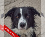 Ozzie - Male Border Collie-Unknown Mix Dog for Adoption - Small photo