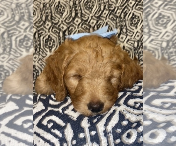Medium Photo #3 Goldendoodle Puppy For Sale in STONEVILLE, NC, USA