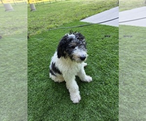 Medium Sheepadoodle