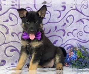 German Shepherd Dog Puppy for sale in LANCASTER, PA, USA
