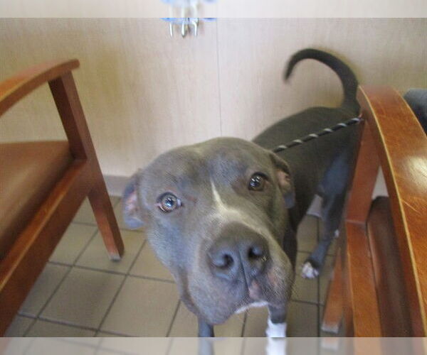 Medium Photo #1 Staffordshire Bull Terrier Puppy For Sale in Ocala, FL, USA