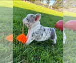 Princess - Female French Bulldog Puppy for Sale - Photo #3