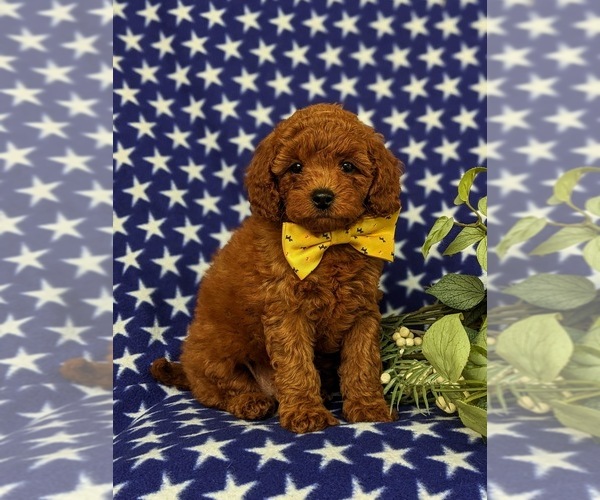 Medium Photo #3 Goldendoodle (Miniature) Puppy For Sale in CHRISTIANA, PA, USA