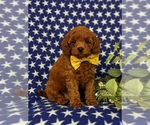 Small Photo #3 Goldendoodle (Miniature) Puppy For Sale in CHRISTIANA, PA, USA