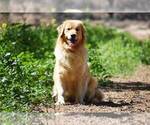 Small Photo #1 Golden Retriever Puppy For Sale in OAKDALE, CA, USA