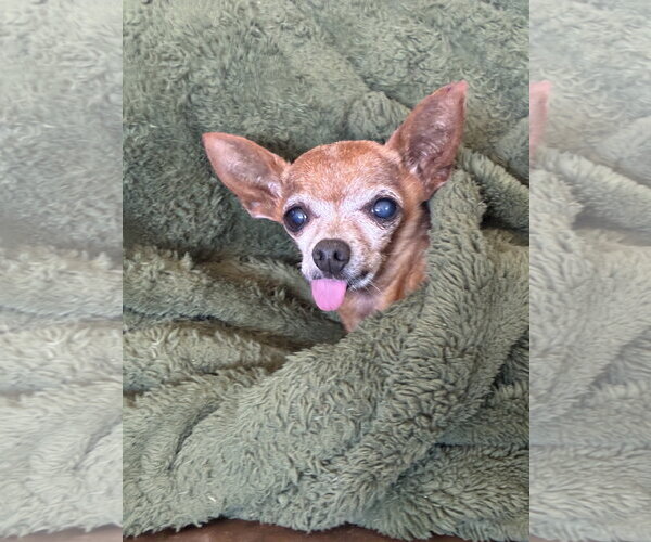 Medium Photo #4 Chihuahua-Unknown Mix Puppy For Sale in Santa Clara, CA, USA