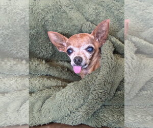 Buddy Boy - Male Chihuahua-Unknown Mix Dog for Adoption - Photo #4