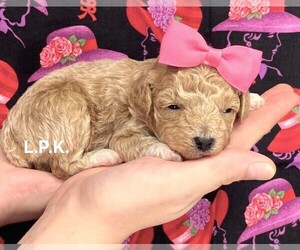 Poodle (Toy) Puppy for sale in WINNSBORO, LA, USA