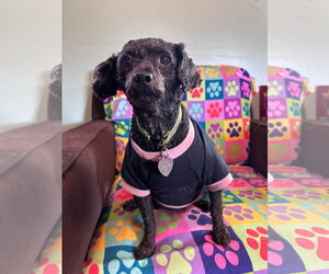 Poodle (Miniature) Dogs for adoption in Pacolet, SC, USA