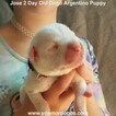 Small Photo #58 Dogo Argentino Puppy For Sale in PINEVILLE, MO, USA