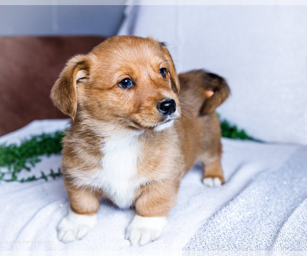 Medium Photo #6 Dorgi Puppy For Sale in WAKARUSA, IN, USA