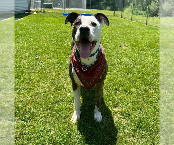 Medium Photo #2 American Pit Bull Terrier-Unknown Mix Puppy For Sale in Muskegon, MI, USA
