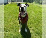 Small #1 American Pit Bull Terrier Mix
