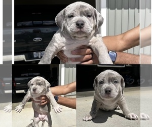 American Bully Puppy for sale in KEIZER, OR, USA