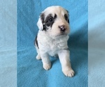 Small #1 Aussiedoodle