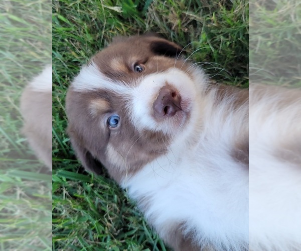 Medium Photo #3 Australian Shepherd Puppy For Sale in ISLAND, KY, USA