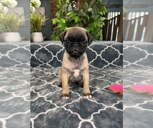 Pug Puppy for sale in GREENFIELD, IN, USA