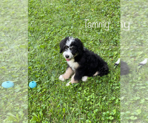 Bernedoodle Puppy for sale in CAMDEN, OH, USA