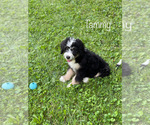 Small Photo #1 Bernedoodle Puppy For Sale in CAMDEN, OH, USA