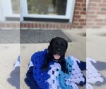 Small #9 Cane Corso