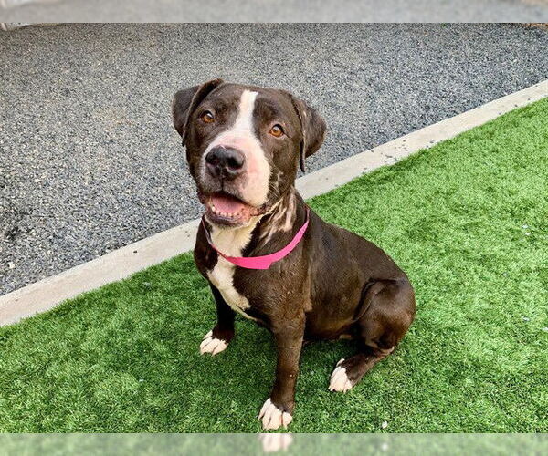 Medium Photo #2 Mutt Puppy For Sale in Moreno Valley, CA, USA