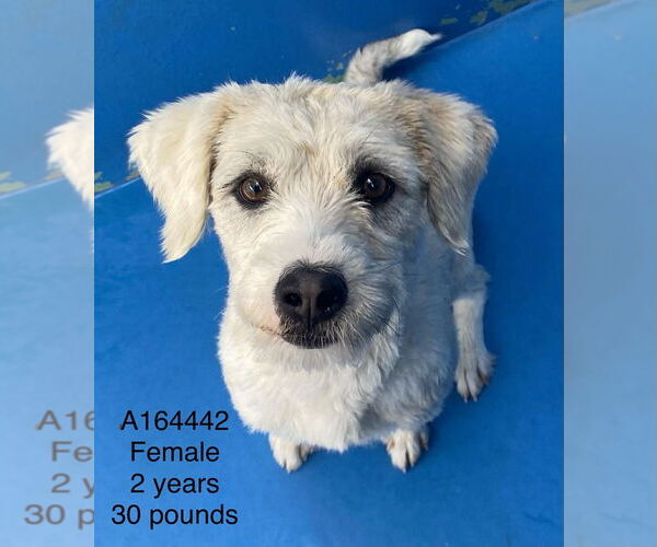 Medium Photo #1 Mutt Puppy For Sale in Calgary, Alberta, Canada