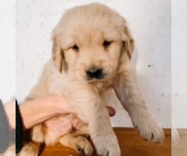 Medium Photo #1 Golden Retriever Puppy For Sale in KINZERS, PA, USA