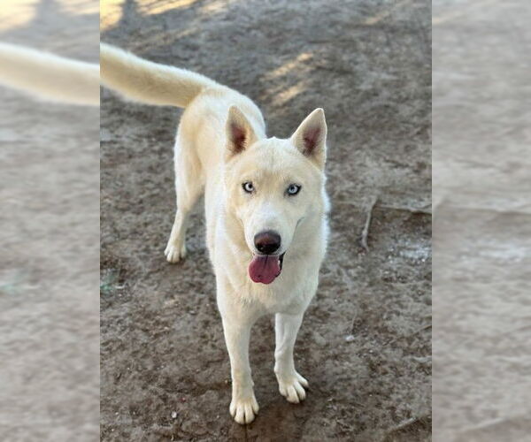 Medium Photo #2 Siberian Husky Puppy For Sale in Riverside, CA, USA