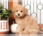 Puppy Sherry Maltipoo (Miniature)