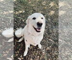 Small #2 Great Pyrenees