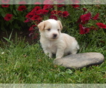 Puppy 4 Jack Russell Terrier-Maltese Mix