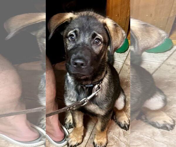 Medium Photo #9 German Shepherd Dog-Unknown Mix Puppy For Sale in New Hill, NC, USA