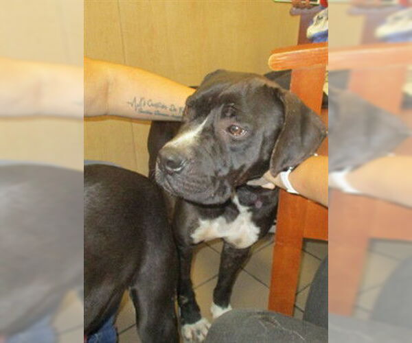 Medium Photo #1 American Pit Bull Terrier Puppy For Sale in Ocala, FL, USA