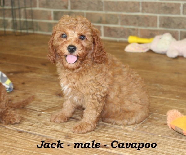 Medium Photo #1 Cavapoo Puppy For Sale in CLARKRANGE, TN, USA