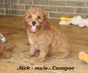Cavapoo Puppy for sale in CLARKRANGE, TN, USA