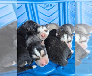 Siberian Husky Puppy for sale in GRAPEVIEW, WA, USA