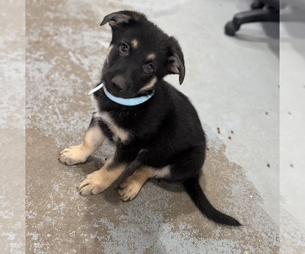 Medium Photo #17 German Shepherd Dog Puppy For Sale in BRIGHTON, CO, USA