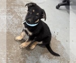 Small #16 German Shepherd Dog