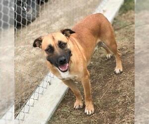 American Pit Bull Terrier Dogs for adoption in Bakersfield, CA, USA