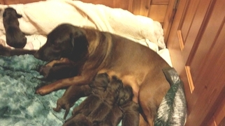 Mother of the Bavarian Mountain Hound puppies born on 10/30/2018