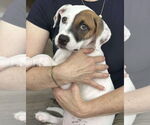 Small #1 American Pit Bull Terrier Mix